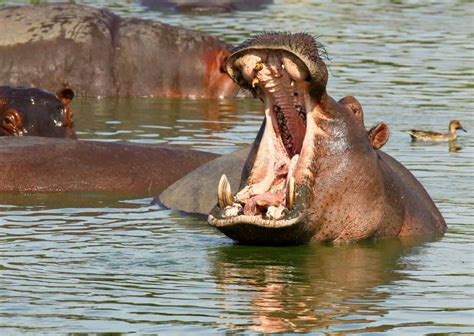 Hippo Behavior - AnimalBehaviorCorner