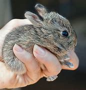 Image result for Holding Baby Bunnies