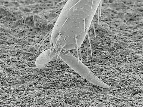 Image result for Cockroach Legs