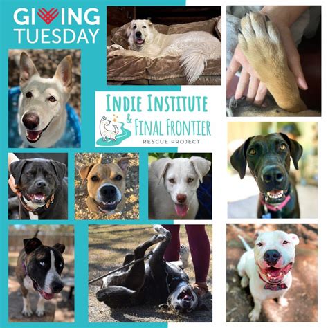 Meet Adoptable Dogs@Healthy Pet Arbor Trails!!, Healthy Pet (4301 West ...