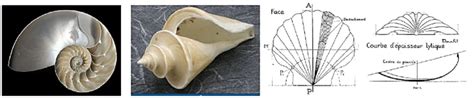 Image result for Surface Structure Shell