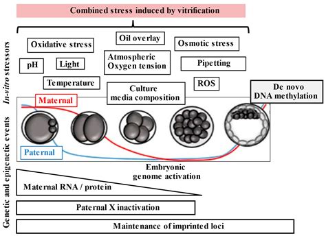 Can Cryopreservation in Assisted Reproductive Technology (ART) Induce ...