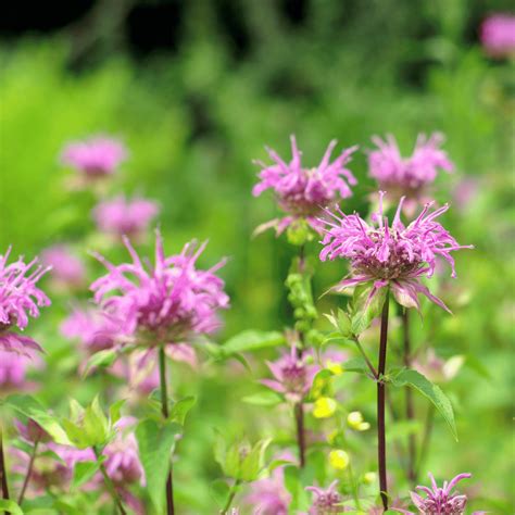 Monarda - Bee Balm | White Oak Gardens | Cincinnati, OH