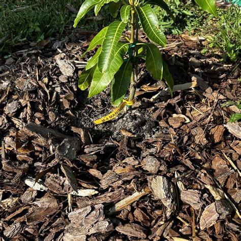 Tips for Growing Mango Tree 的图像结果