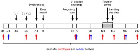 Efficacy of Two Chlamydia abortus Subcellular Vaccines in a Pregnant ...