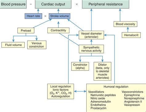 31: Structure and Function of the Cardiovascular and Lymphatic Systems
