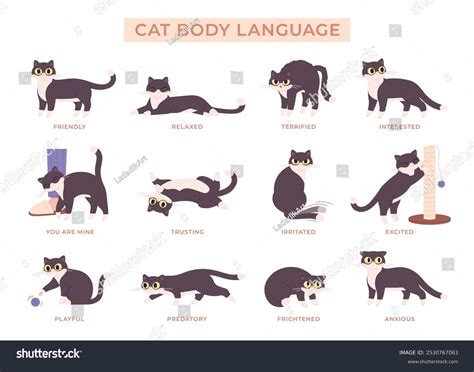 Image result for Cat Language