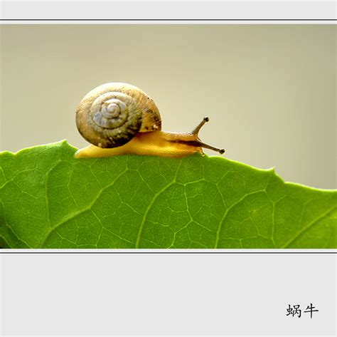 【蜗牛摄影图片】生态摄影_高原汉子_太平洋电脑网摄影部落
