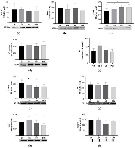 The Impact of Resveratrol-Enriched Bread on Cardiac Remodeling in a ...