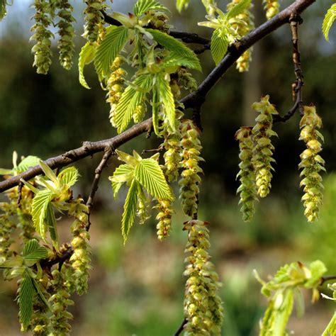 The 8 Best Native British Trees for Small Gardens: Bring Beauty and Bi – Meadowmania UK