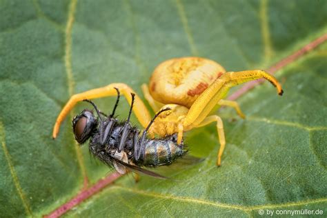 Bite of Death Foto & Bild | tierisch, stubenfliege, krabbenspinne Bilder auf fotocommunity