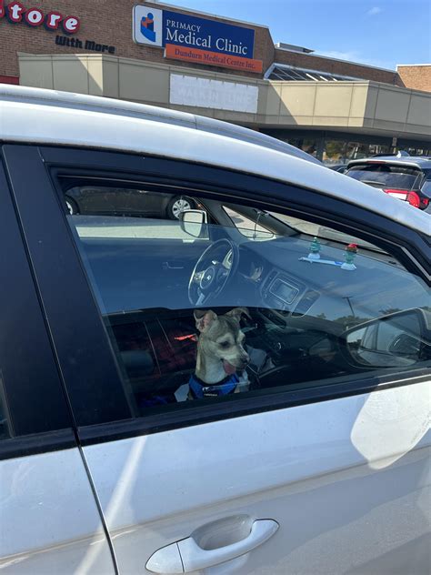 PSA: STOP DOING THIS TO YOUR DOGS!!!!!!!!!! : r/Hamilton