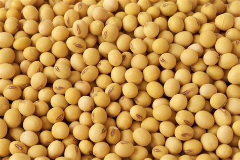 Soy in Spanish: Unveiling Its Meaning