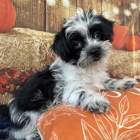Dog for adoption - Mou-Mou, a Shih Tzu & Chihuahua Mix in Kennebunkport ...
