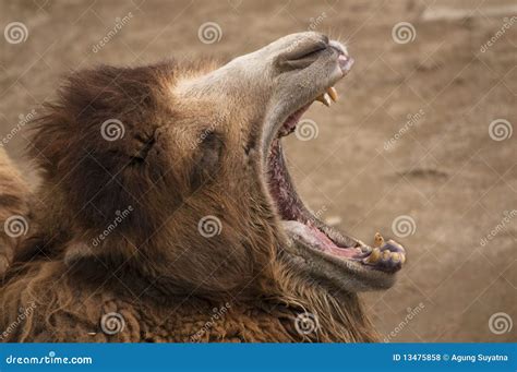 Big mouth camel stock photo. Image of mouth, tooth, wild - 13475858
