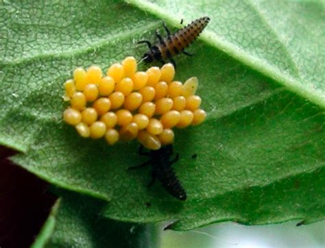 Ladybug Season 2 的图像结果