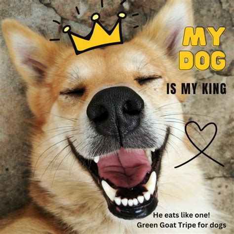 A guide to Raw Green Tripe for Dogs – www.barfindia.com