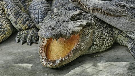 Are saltwater crocodiles endangered in the wild today?