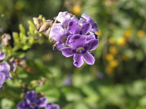 Duranta erecta L. | Plants of the World Online | Kew Science