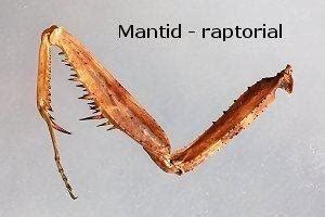 Structure and modifications of insect legs