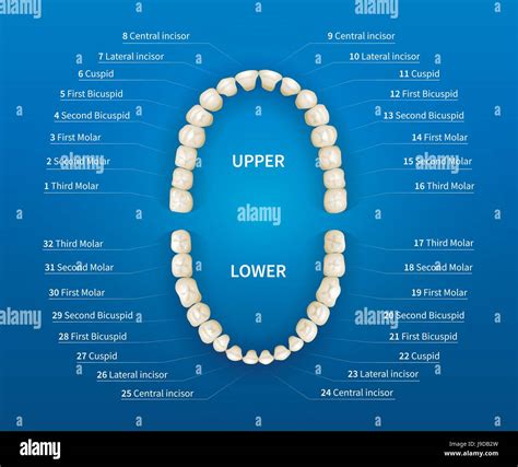 Teeth Numbers And Names