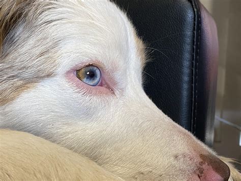 Sectoral Heterochromia Dog
