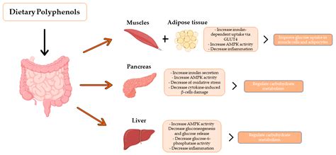 Recent Technological Advances in Phenolic Compounds Recovery and ...