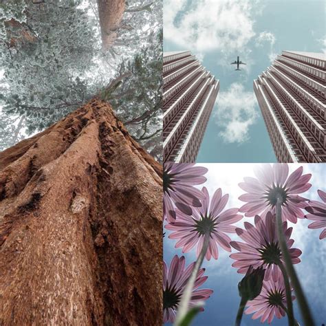 Worms Eye View Photography Nature