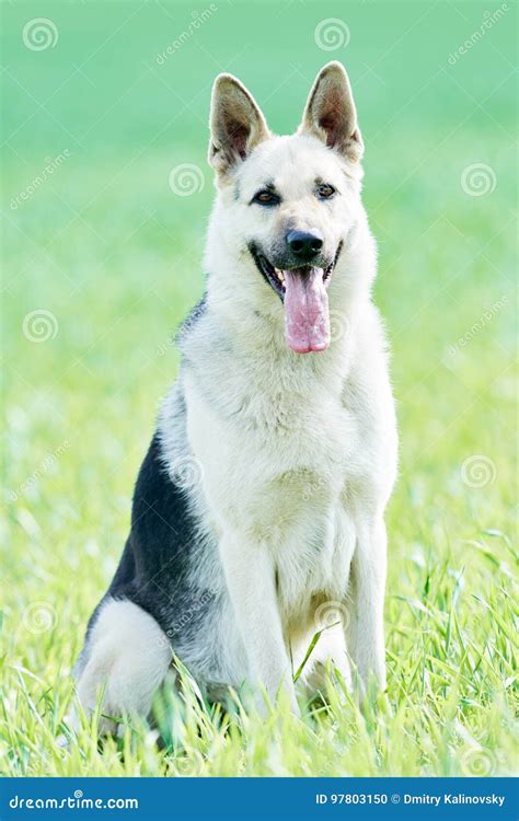 East European Purebred Shepherd Dog in Field Stock Photo - Image of ...