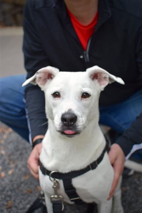 About Us - Milwaukee Paws Pet Care LLC | Milwaukee Paws Pet Care