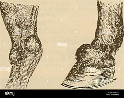 . Breeder and sportsman. Horses. BONE AND BOG SPAVIN, THOROUGHP1N ...