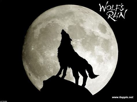嚎叫的狼图片-夜晚对着月亮嚎叫的狼素材-高清图片-摄影照片-寻图免费打包下载