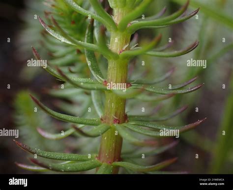 Common Mare's Tail (Hippuris vulgaris Stock Photo - Alamy