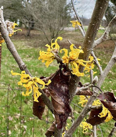 Hamamelis × intermedia 'Candlelight Vigil' - Candlelit Vigil hybrid ...