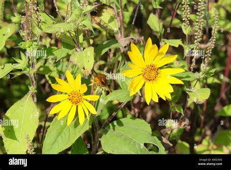 Beauty in Nature 的图像结果
