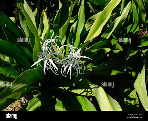 Spider lily plants Stock Photo - Alamy