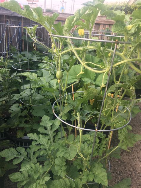 Watermelon Bush Sugar Baby Terra
