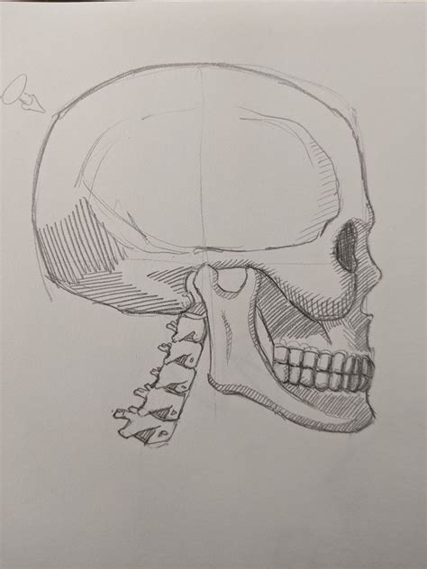 Skull Side Profile Drawing Easy