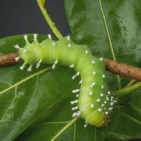 41 Types Of Brown Caterpillars (With Pictures)