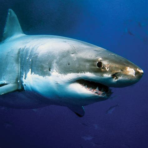 JP London CNVSQM2395 Gallery Wrap Canvas 2In Thick Heavyweight Gallery ...