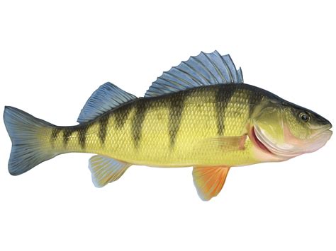 What Is Perch Fish In Spanish at Ryan Fitzsimons blog
