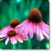 Buy Echinacea angustifolia - Plant online from Nurserylive at lowest price.