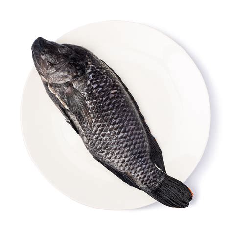Can Pregnant Eat Tilapia