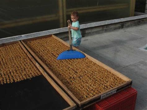 How Is Coffee Processed 的图像结果