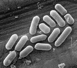 果凍 2009藝術文化 讀書會 Jelly Reading Club: 真細菌界 Kingdom Eubacteria