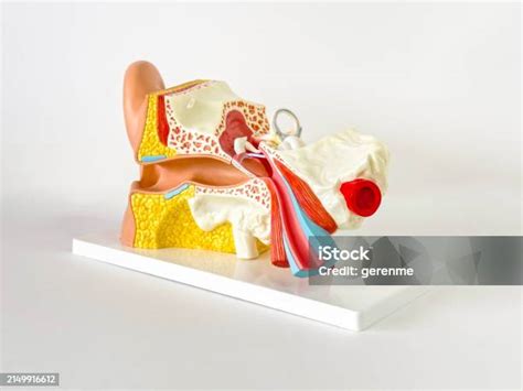 Process Models of the Auditory System 的图像结果