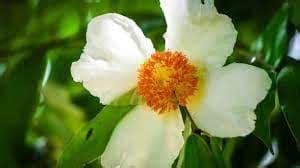 Mrs Bloom Nagkesar (Mesua Ferrea) White Flowering Live Plant in Pot ...