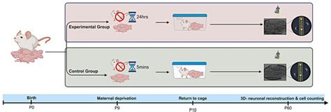 Early-Life Stress Caused by Maternal Deprivation Impacts Dendritic ...