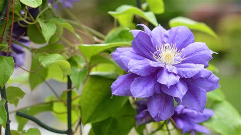 How to prune clematis: an expert guide, with tips on timings | Woman & Home