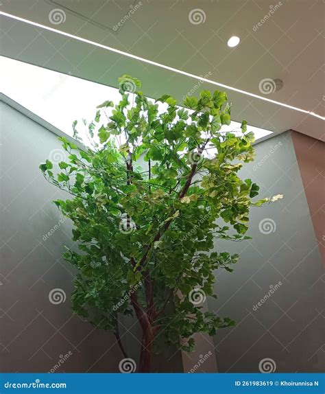 Image result for Fake Tree File Directory